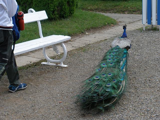 P5270008